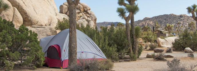 Joshua Tree Campsite JTNP