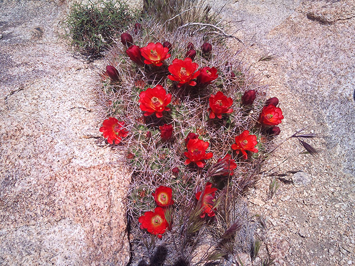 Wildflowers Joshua Tree National Park