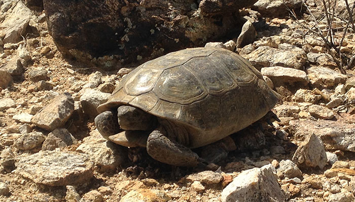 Turtle in Joshua Tree National Park