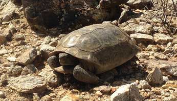 Joshua Tree Wildlife Turtle