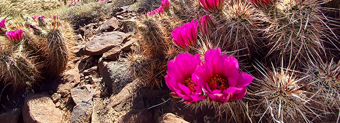 Hiking Joshua Tree National Park